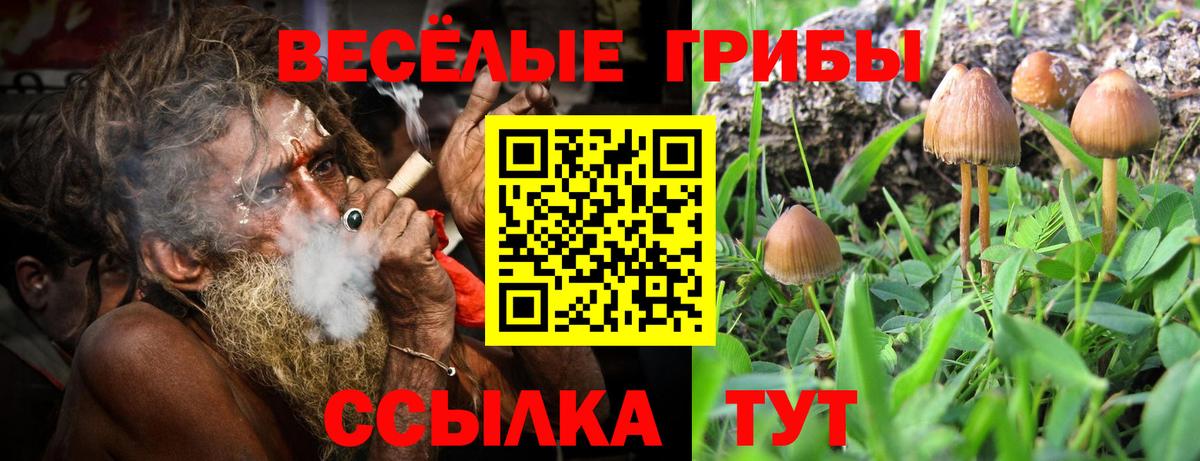 Псилоцибиновые грибы Cubensis Урус-Мартан